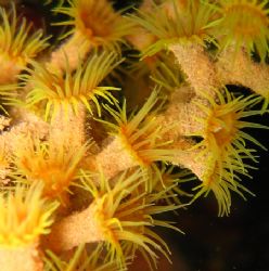 encrusting anemone - probably Gerardia savaglia - on a sh... by João Monteiro 